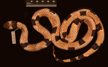 Media type: image;   Herpetology R-31828
